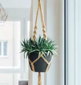 Hanging Plant